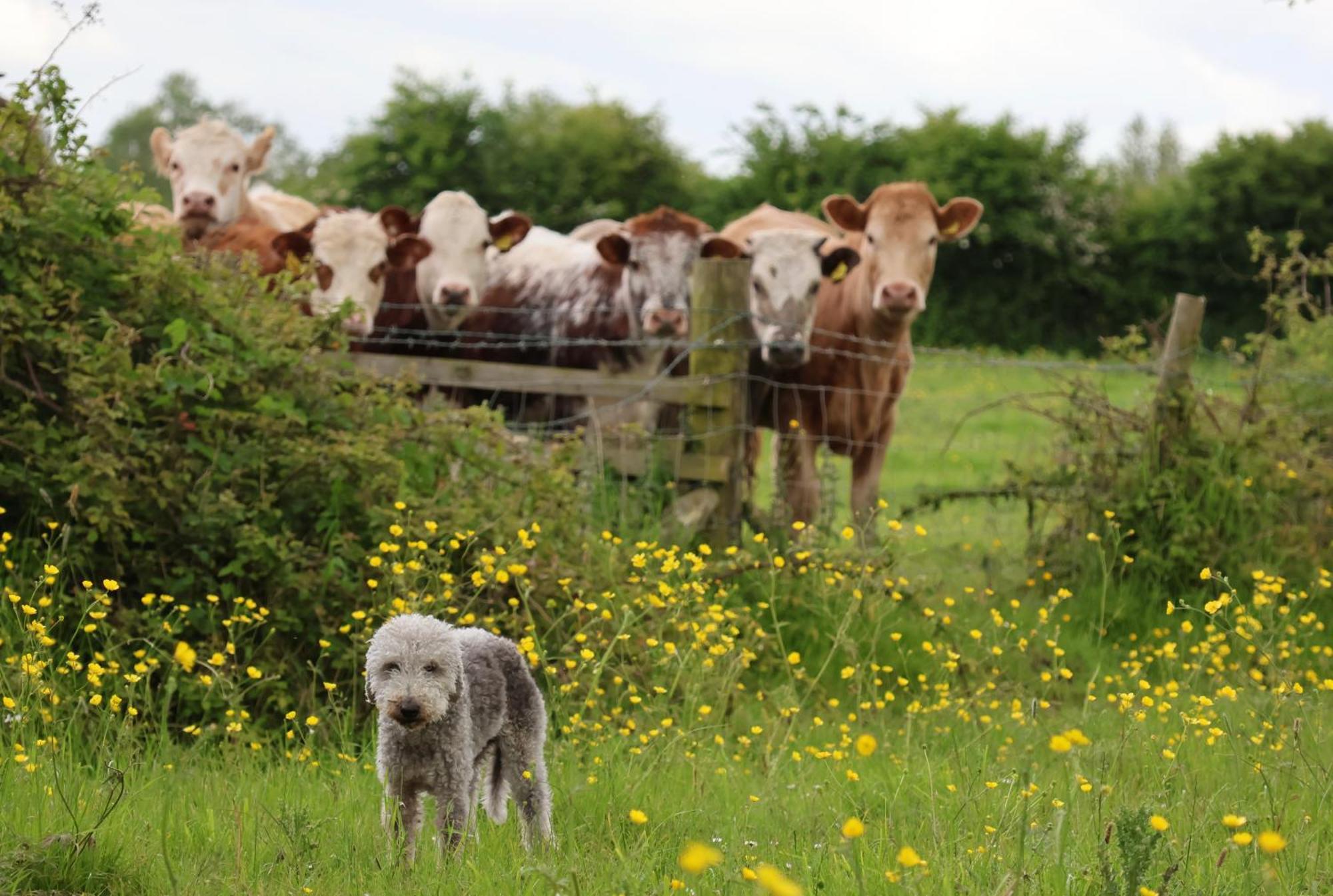 Tranquil And Cosy Cottage On The Somerset Levels บริดจ์วอเตอร์ ภายนอก รูปภาพ